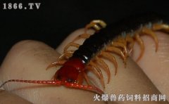 蜈蚣养殖周期