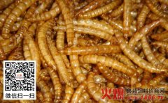 黄粉虫蚁害如何防治？黄粉虫蚁害的防治方法介绍