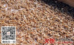 如何防治黄粉虫鼠害？黄粉虫鼠害的防治方法介绍