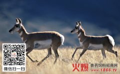 鹿黄曲霉毒素中毒如何治疗？鹿黄曲霉毒素中毒的防治