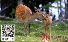 哺乳期母鹿如何饲养？哺乳期母鹿的饲养管理介绍