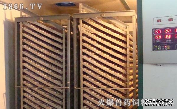     鹌鹑孵化设备