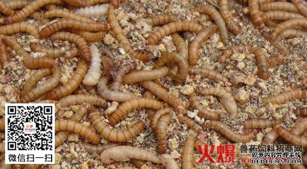 浅谈黄粉虫养殖的注意事项介绍（图）