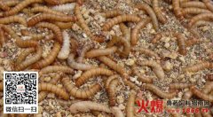浅谈黄粉虫养殖的注意事项介绍（图）