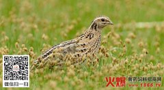 如何使鹌鹑多产蛋？使鹌鹑多产蛋的方法（图）