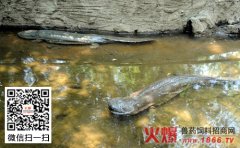 鲵烂尾病的原因有哪些？大鲵烂尾病的原因介绍