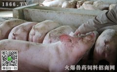 养猪技术之夏季如何防治猪病