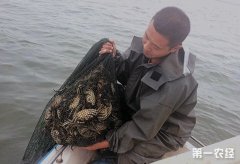花蟹人工养殖技术