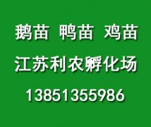 浅谈郎德鹅苗养殖利润效益