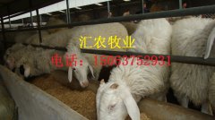 养殖50只羊的成本是多少