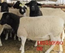 肉狗养殖技术最新消息