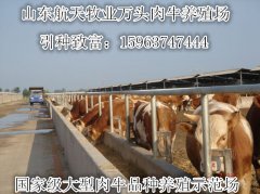 改良西门塔尔牛养殖技术