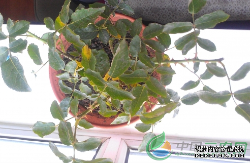 ”月季花养殖技术