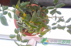 特色种植养殖项目 农村养殖,现在农村干什么赚钱,中医特色服