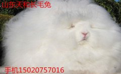 长毛兔养殖效益分析及长毛兔养殖前景