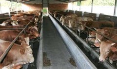 肉牛疾病防治－肉牛常见疾病的症状表现及治疗方法