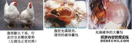 蛋 鸡输卵管囊肿