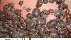 [农广天地]土元(地鳖虫)养殖技术