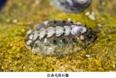 红条毛肤石鳖