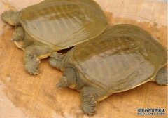 黄沙鳖培养殖技术之黄沙鳖主要吃什么?