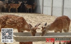 鹿的粗饲料的介绍：枝叶饲料