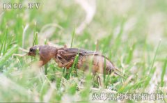 蝼蛄怎么抓