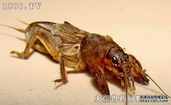 蝼蛄养殖技术