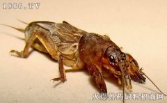 蝼蛄养殖技术