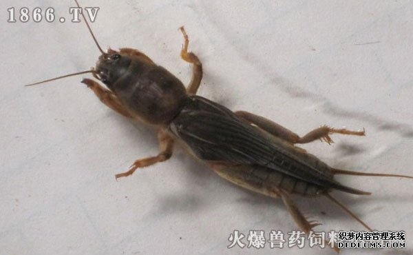 蝼蛄养殖技术