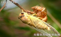 金蝉养殖周期