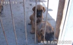 肉狗养殖周期