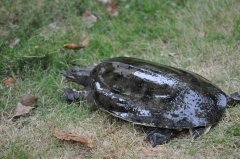 甲鱼累枝虫病临床症状及治疗方法