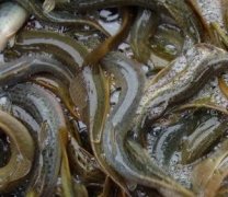 泥鳅八病害需要防治
