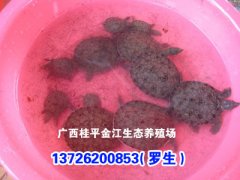 黄沙鳖病防治水平的七个层次