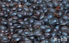 特种养殖项目有哪些？常见的特种养殖致富项目介绍