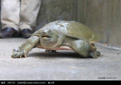 怎样养龟鳖  龟鳖养殖技术