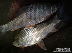 土鲮鱼养殖技术