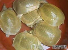 黄沙鳖的养殖方法之饲料投喂与管理
