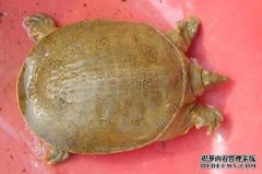 分析养殖业现在什么前景最好的？