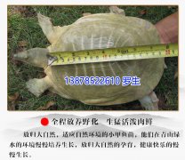 山瑞鳖有什么价值 ？养殖山瑞鳖有前景吗？