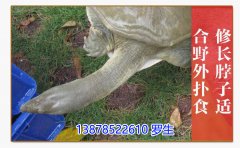 广西黄沙鳖批发|生态野生黄沙鳖批发|卖黄沙鳖苗