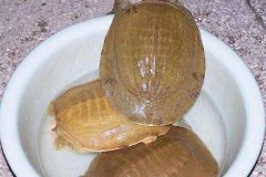 黄沙鳖养殖技术之黄沙鳖病的预防方法