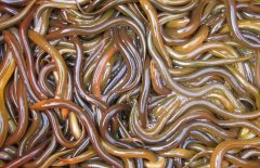 黄鳝吃什么食物？黄鳝敏感且最喜欢吃食的食物