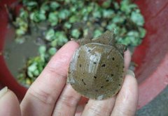 黄沙鳖只要在哪些地方适合养殖？