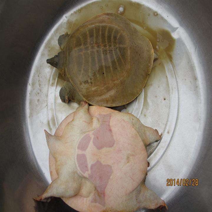 黄沙鳖腐皮病有哪些症状？如何防治黄沙鳖腐皮病？