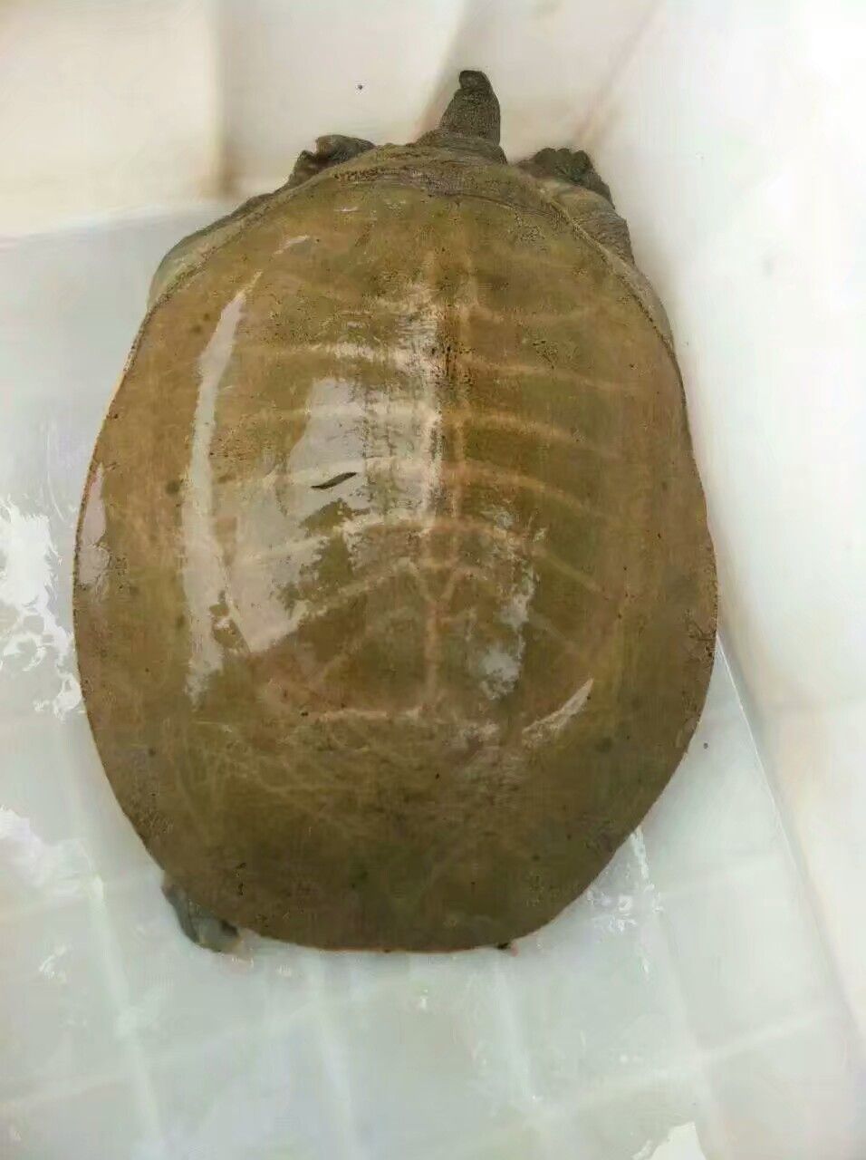 黄沙鳖养殖技术之黄沙鳖如何投喂？