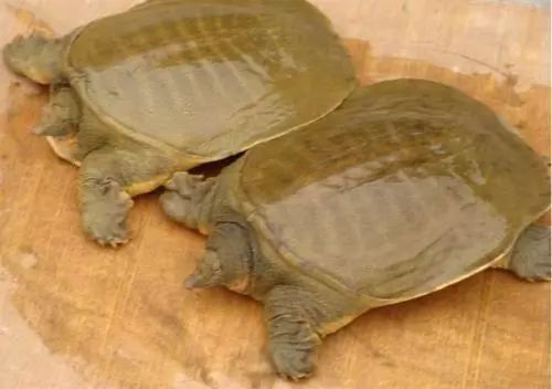 黄沙鳖以什么食物为主?黄沙鳖吃什么食物的呢？