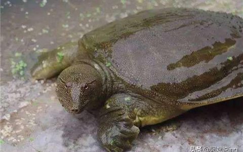 抓了一只野生的黄沙鳖如何喂养方法？