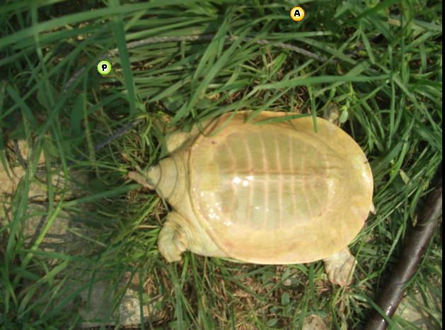 黄沙鳖疾病防治之钟形虫病（累枝虫病、吊钟虫病）如何防治