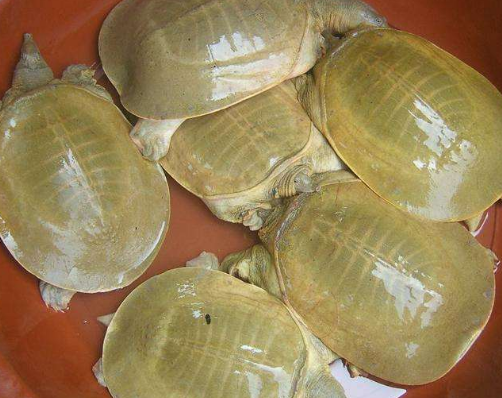 黄沙鳖腐皮病是什么症状？黄沙鳖腐皮病防治方法